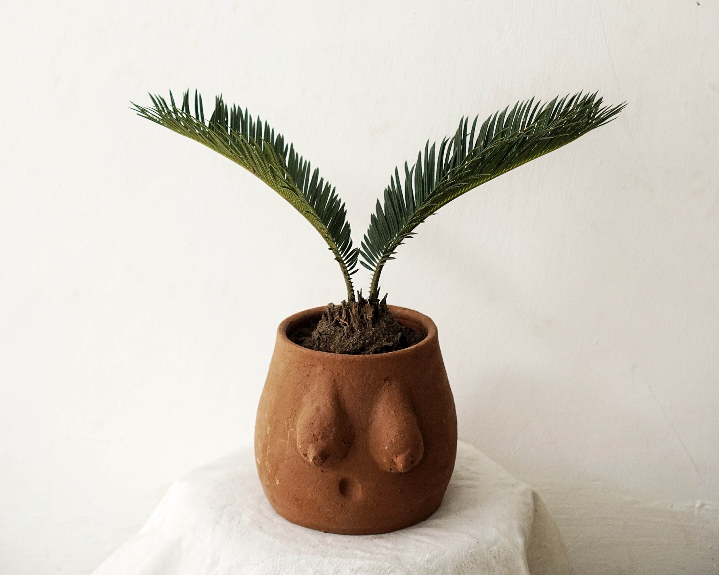 House Plant